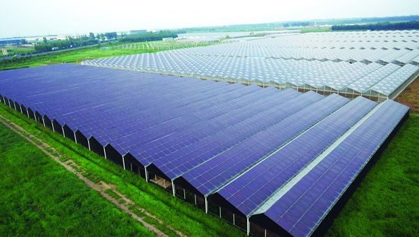 不朽情缘官网入口农业科技项目又有新进展